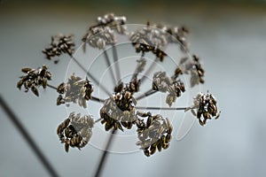 Brown seed head of lovage Levisticum officinale in autumn or winter against a gray background, wabi sabi concept, symbol of