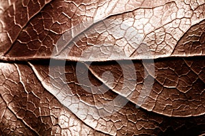 Brown sepia toned dry leaf rugged surface structure extreme macro closeup photo with midrib parallel to the frame and visible leaf photo