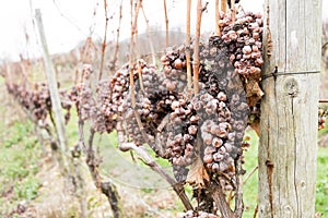 Brown sere dried bunch of grapes in winter wibe yard