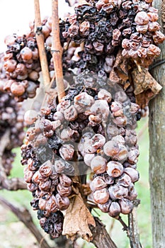 Brown sere dried bunch of grapes in winter wibe yard photo