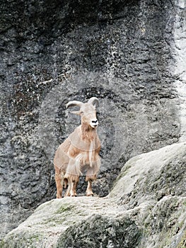 Brown Serow standing on the cliff with rock background