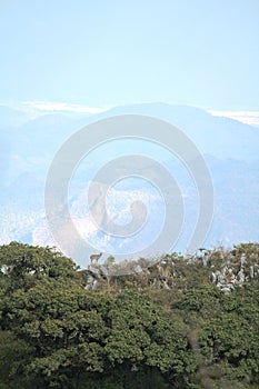 Brown serow standing on the rock living in natural environment