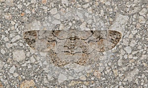 Brown-shaded gray moth (Iridopsis defectaria) insect camouflaged on wall. photo