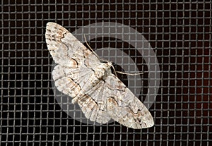 Brown Shaded Gray Moth