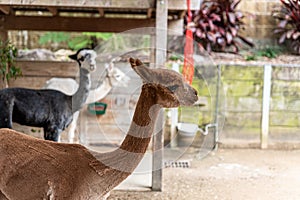 A brown shaved llama in a stable
