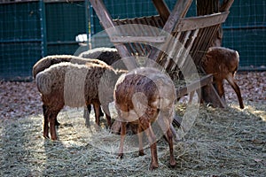 Brown sheep eat hay at the farm. A few brown sheep turned with their asses photo