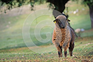 Brown sheep ewe looking directly at camera in the Spring