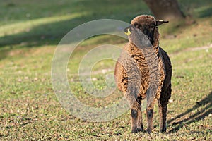 Brown sheep ewe looking directly at camera in the Spring