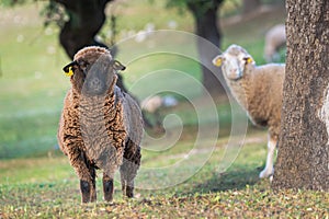 Brown sheep ewe looking directly at camera in the Spring