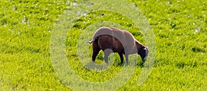 Brown sheep grazing lonely