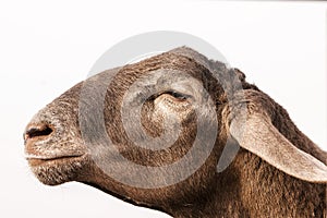 Brown sheep head on white