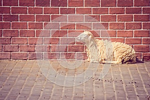 Brown sheep laying down on concrete floor with red brick wall in the background.