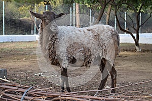 Brown sheep with long hair or fur.