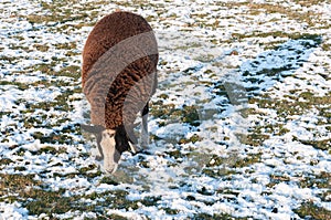 Brown sheep in a snowy meadow