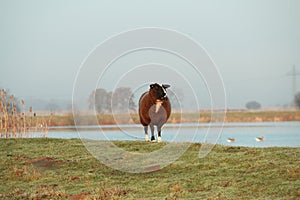 Brown sheep standing on a dike in front of a lake