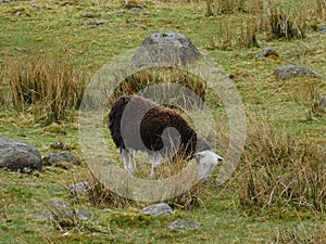 A brown sheep with a white head