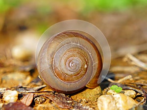 Brown Shell