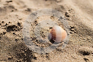 A brown shell on the sand of a beach