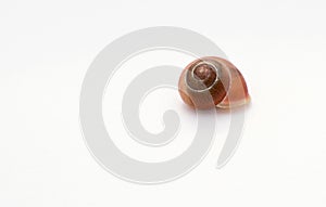 Brown shell with small veins isolated on white background. Decoration. It belonged to small snail.Brown shell with small veins photo