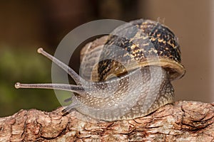 Brown shell snail on a branch in a blurred background turning to the right with its antennae raised