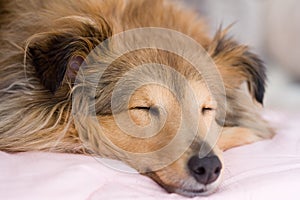 Brown sheltie