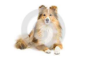 Brown sheltie dog