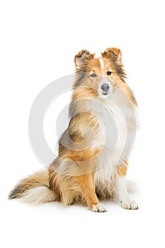 Brown sheltie dog