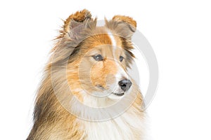 Brown sheltie dog