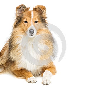 Brown sheltie dog
