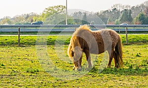 Brown shetland pony grazing in a pasture, portrait of a horse standing in a meadow