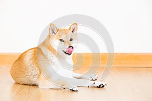 Brown shiba lick sticking out