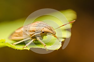 Brown Shield Bug Or Stink Bug
