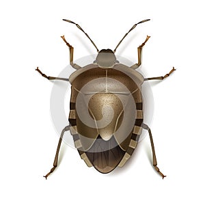 Brown shield bug photo