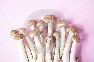 Brown shimeji or buna-shimeji mushrooms. Close up. Pink background