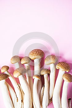 Brown shimeji or buna-shimeji mushrooms. Top view. Pink background