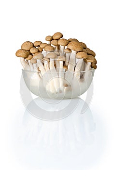 Brown shimeji mushroom front view in a glass cup and reflection isolated on a white background are Suitable for creative graphic