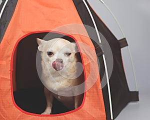 Brown short hair Chihuahua dog licking his lips and sitting  in orange camping tent  on white background. pet travel concept