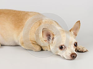 Brown short hair Chihuahua dog lying down on the floor looking at camera with his big eyes.white background