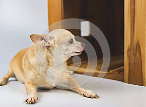 Brown  short hair  Chihuahua dog lying down in  front of wooden dog house, looking sideway, isolated on white background