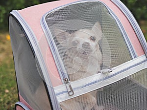 brown short hair chihuahua dog sitting in closed pet carrier backpack, looking at camera