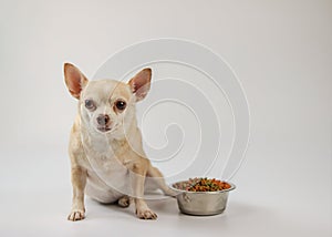 brown short hair Chihuahua dog sitting beside dog food bowl on white background.