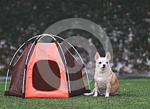 brown short hair Chihuahua dog sitting in front of orange camping tent on green grass, outdoor looking away. Pet travel concept