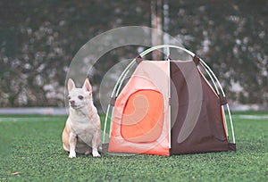 brown short hair Chihuahua dog sitting in front of orange camping tent on green grass, outdoor, looking away. Pet travel concept