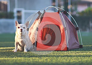 Brown short hair Chihuahua dog sitting in front of orange camping tent on green grass,  outdoor with morning sunlight,  looking at
