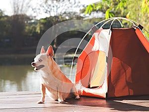 brown short hair Chihuahua dog sitting in front of the orange camping tent outdoor in morning sunlight, smiling with his tongue