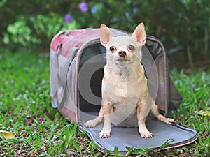 Brown  short hair  Chihuahua dog sitting in front of pink fabric traveler pet carrier bag on green grass in the garden, ready to