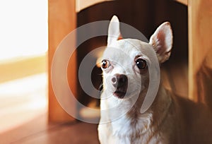 Brown  short hair  Chihuahua dog sitting in front of wooden dog house