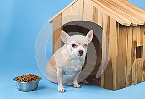 brown short hair Chihuahua dog sitting in front of wooden dog house with food bowl, looking at camera, isolated on blue