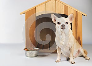 Brown  short hair  Chihuahua dog sitting in  front of wooden dog house with food bowl, looking at camera, isolated on white