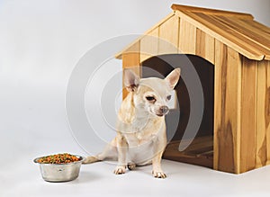 Brown  short hair  Chihuahua dog sitting in  front of wooden dog house with food bowl,  isolated on white background